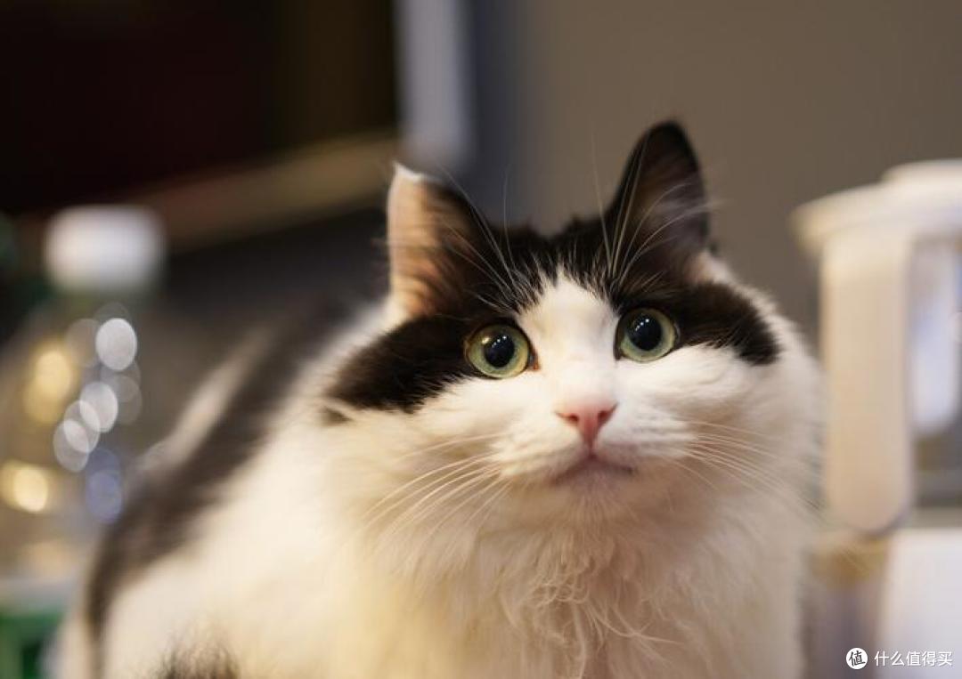 年纪大的猫咪吃什么？2026年4月老年猫粮良心推荐！