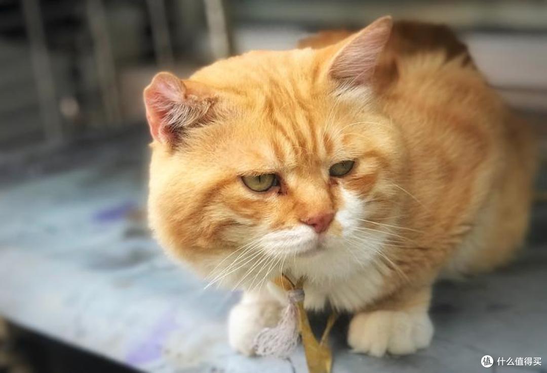 年纪大的猫咪吃什么？2026年4月老年猫粮良心推荐！