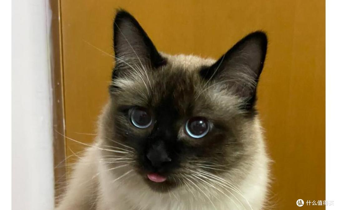 年纪大的猫咪吃什么？2026年4月老年猫粮良心推荐！
