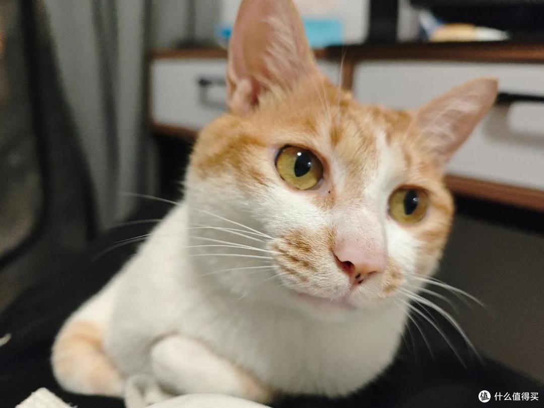 年纪大的猫咪吃什么？2026年4月老年猫粮良心推荐！