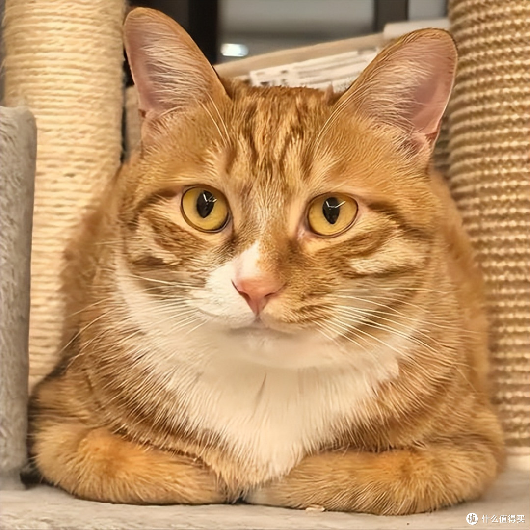 年纪大的猫咪吃什么？2026年4月老年猫粮良心推荐！