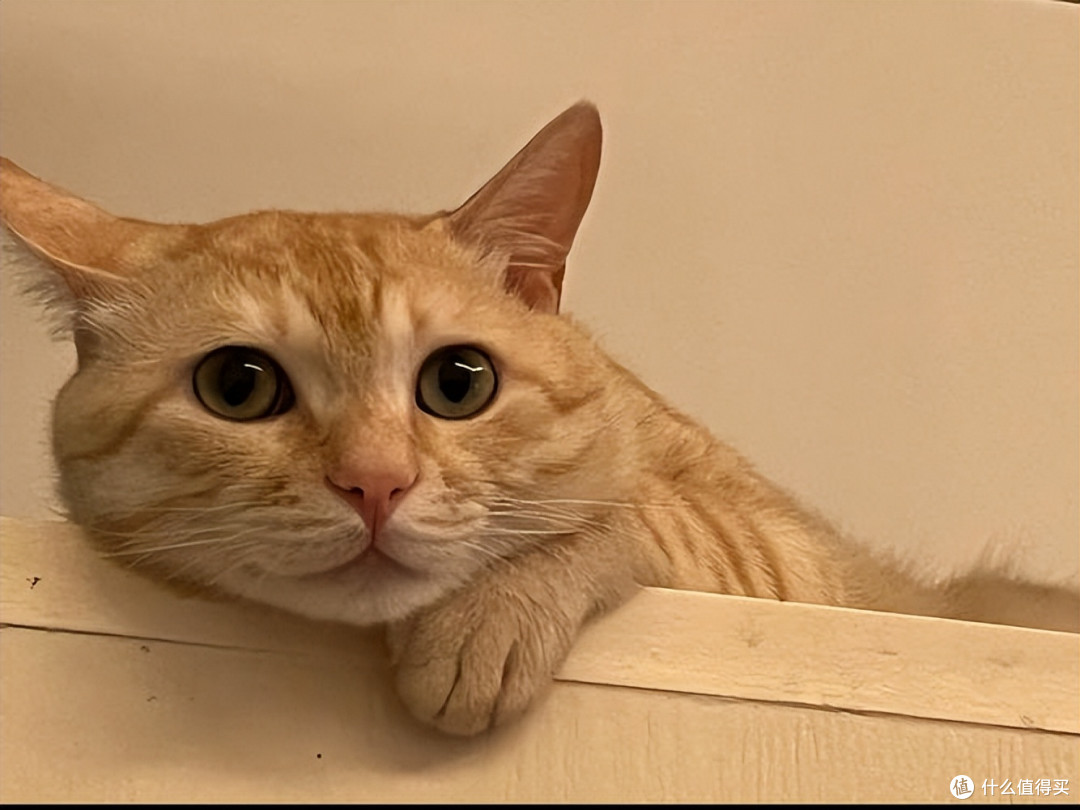 年纪大的猫咪吃什么？2026年4月老年猫粮良心推荐！