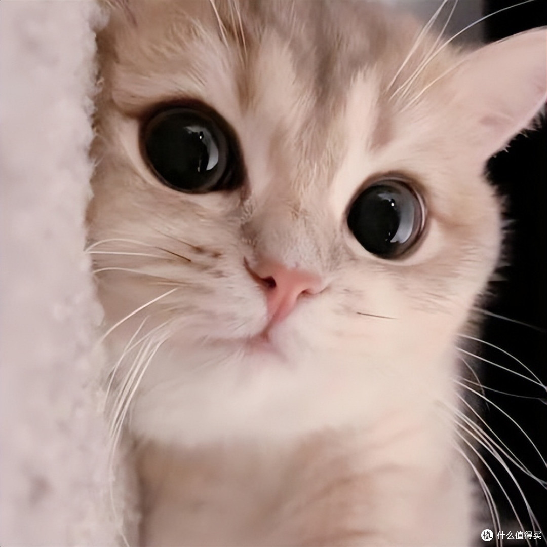 年纪大的猫咪吃什么？2026年4月老年猫粮良心推荐！