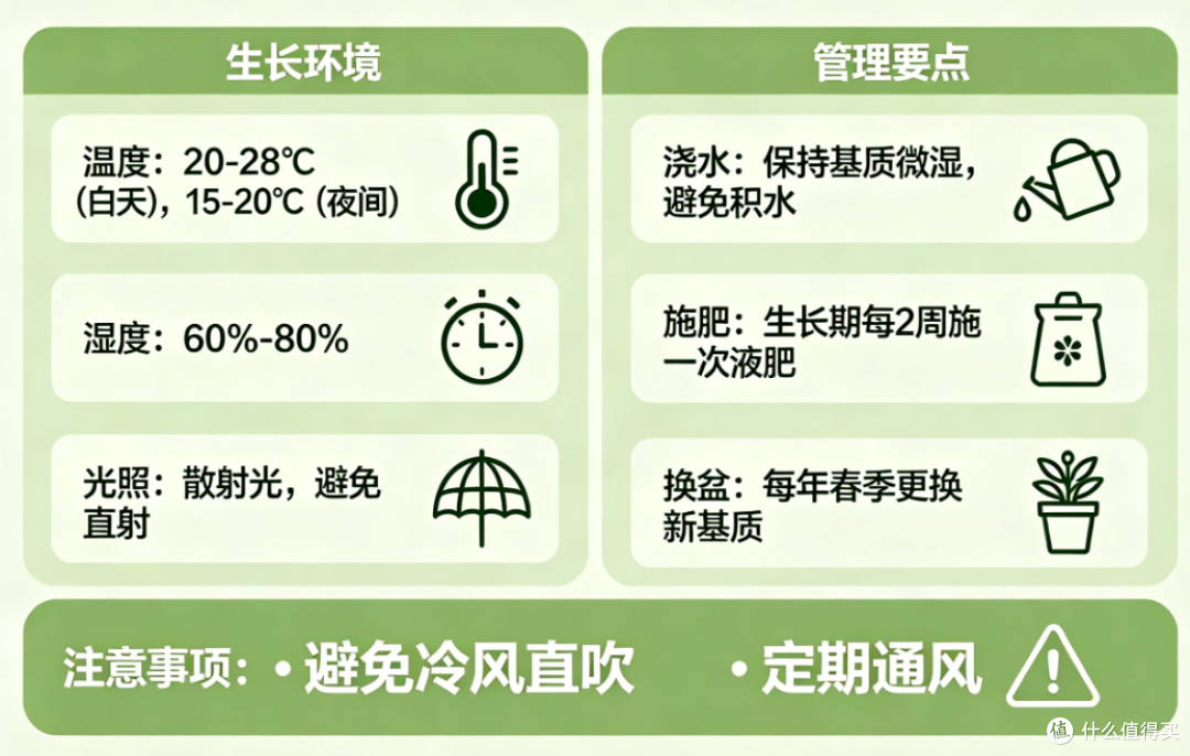 蝴蝶兰的生长环境与管理要点