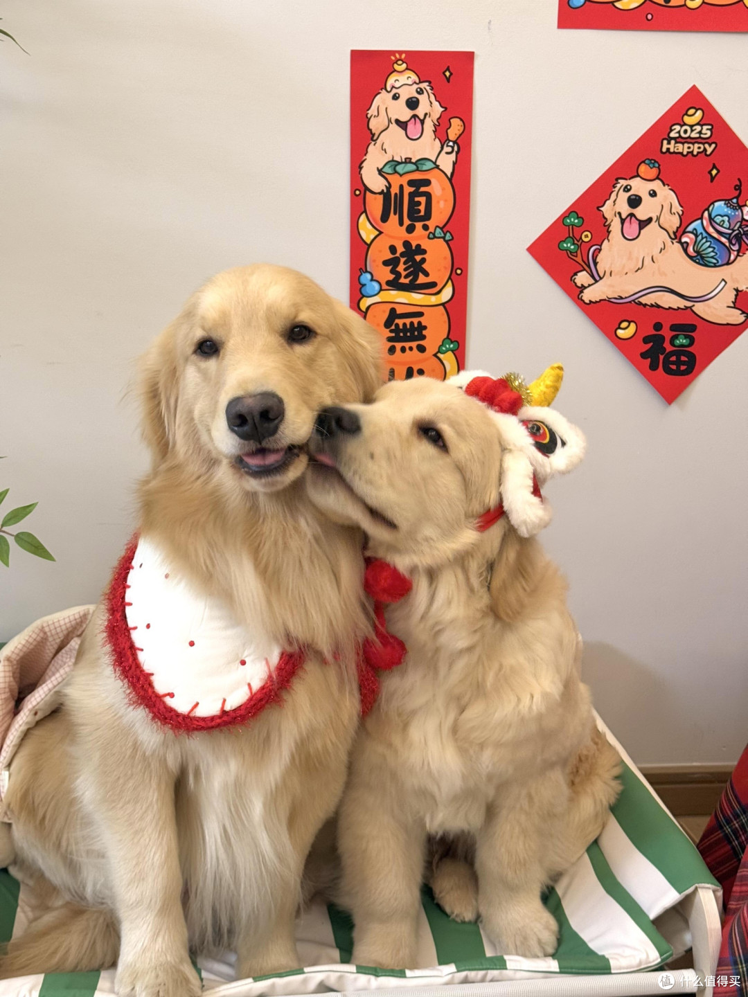 养宠之路：从焦虑到从容
