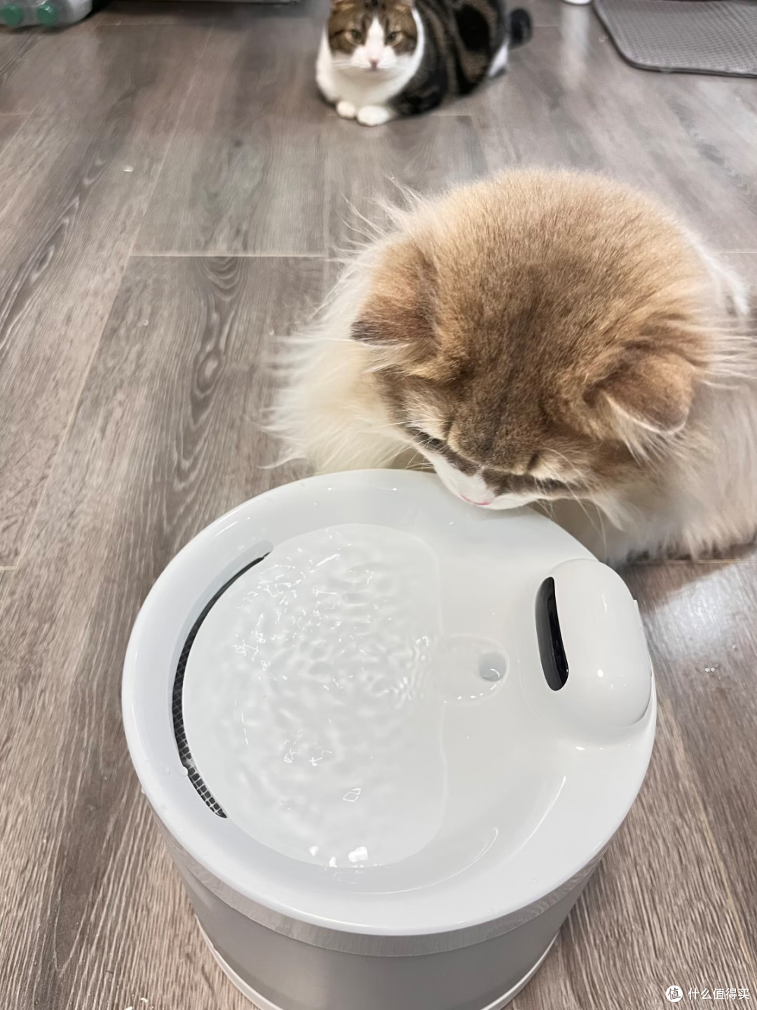 Hiigge猫咪饮水机Light2：懒人福音