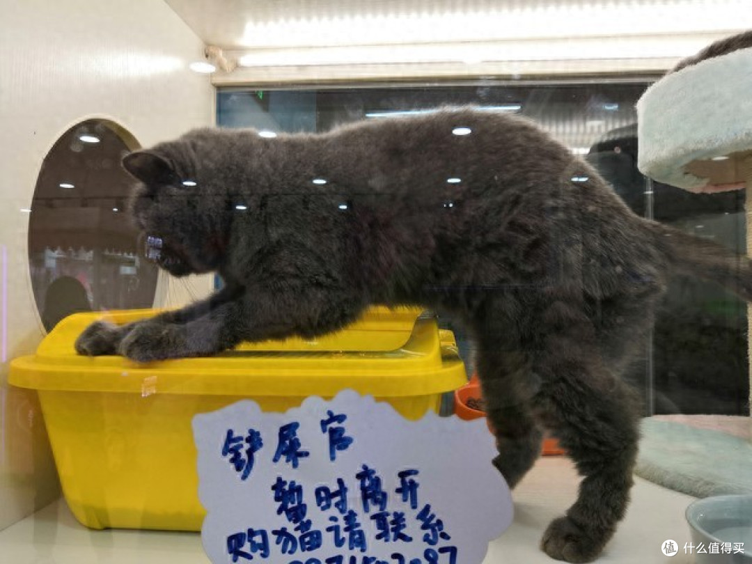 市场趋势&口碑实证:2026年值得关注的五款猫粮