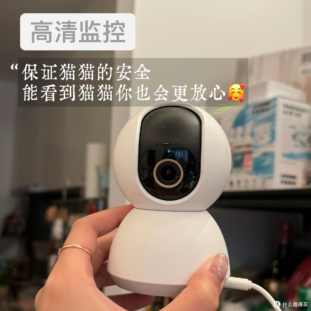 五一假期猫咪留守全攻略