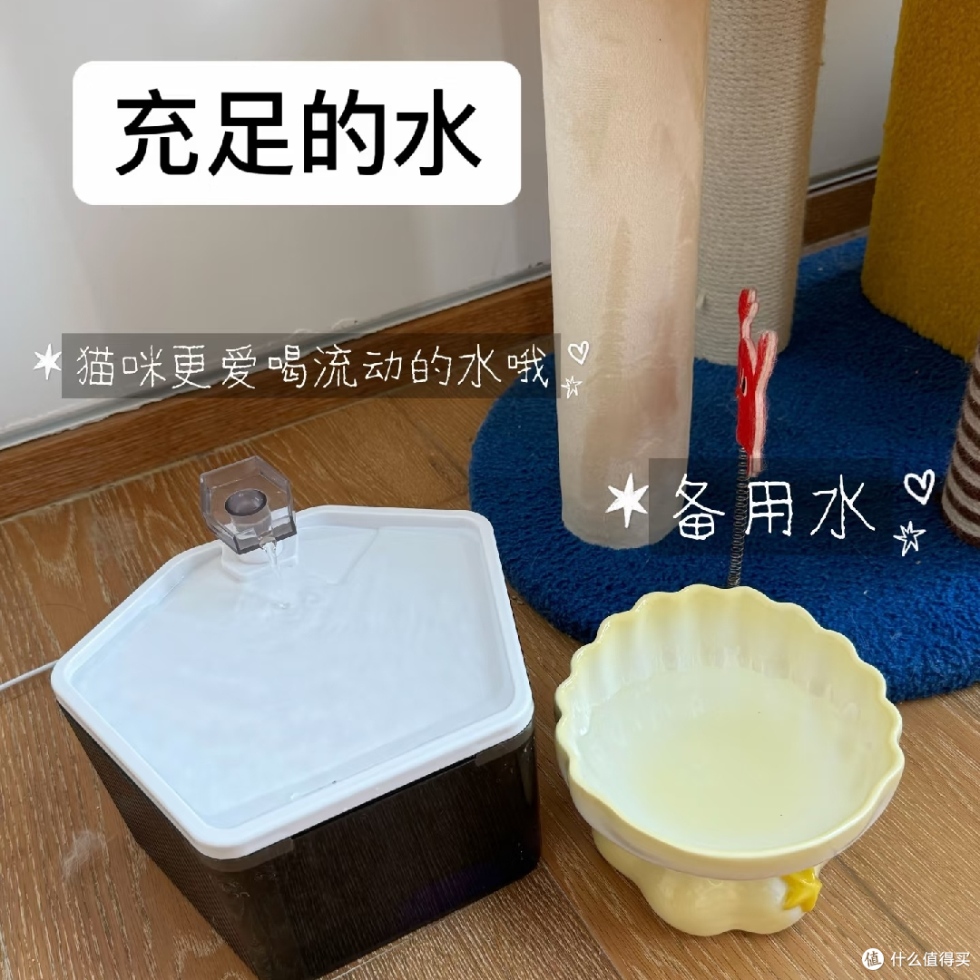 五一假期猫咪留守全攻略