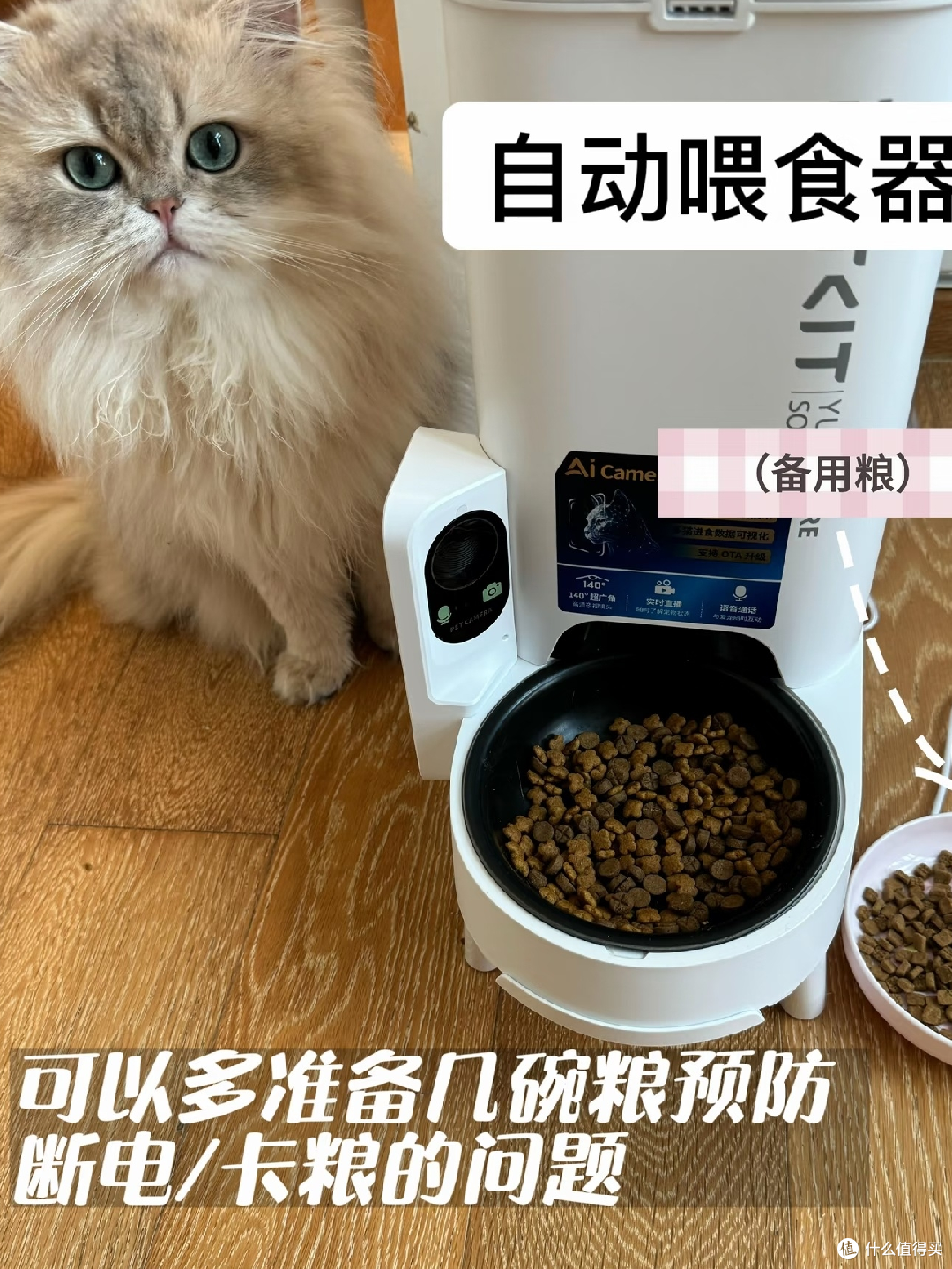 五一假期猫咪留守全攻略