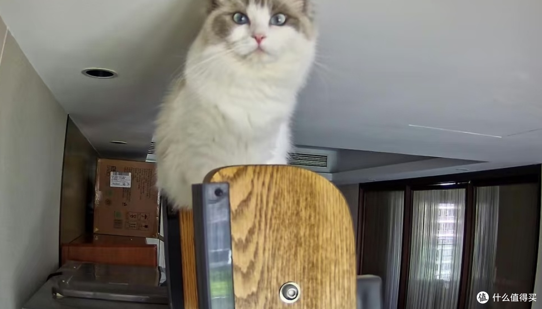 五一出行留猫在家需要做的准备