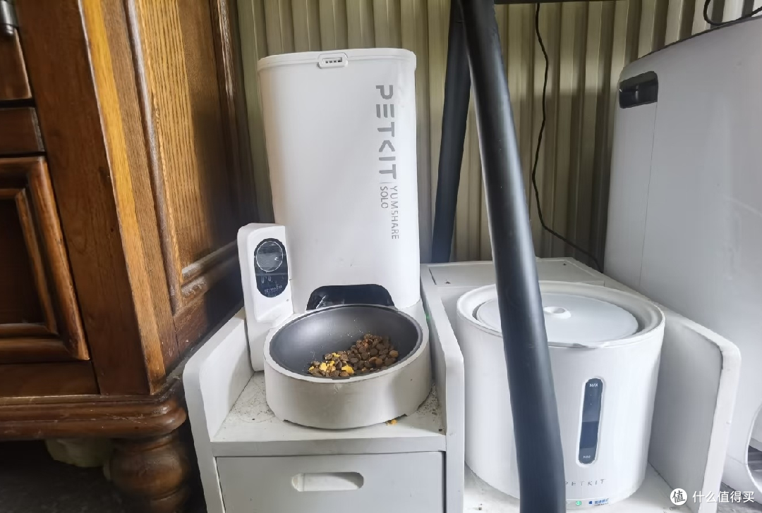 五一出行留猫在家需要做的准备