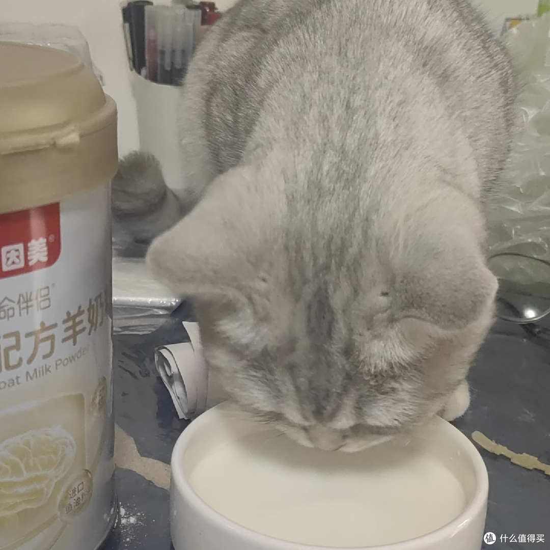 五一假期宠物留守全攻略