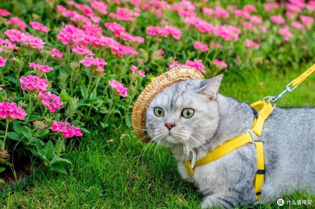 一个湖靠“像猫”干成了顶流