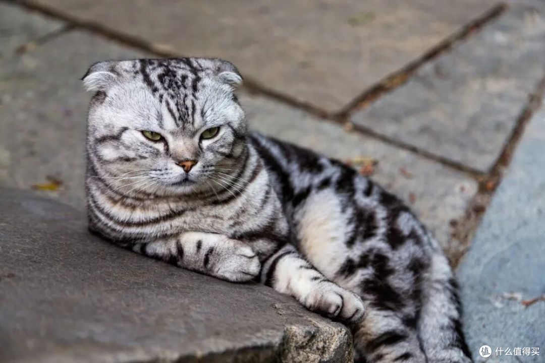 一个湖靠“像猫”干成了顶流