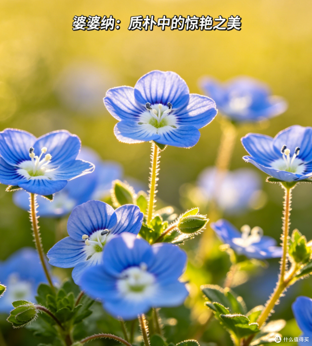 婆婆纳:质朴中的惊艳之美