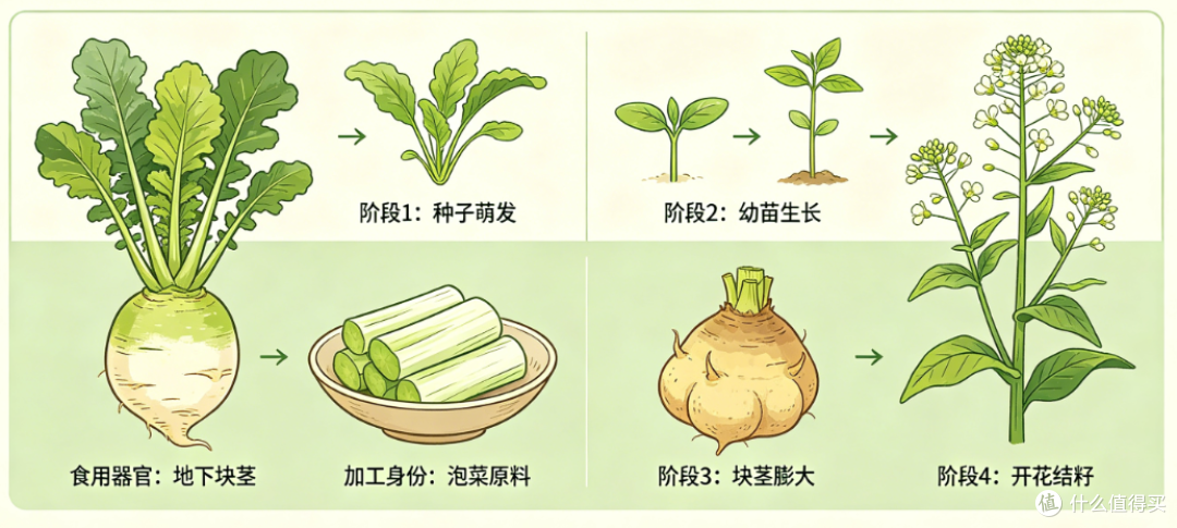 宝塔菜的多重身份与生命周期