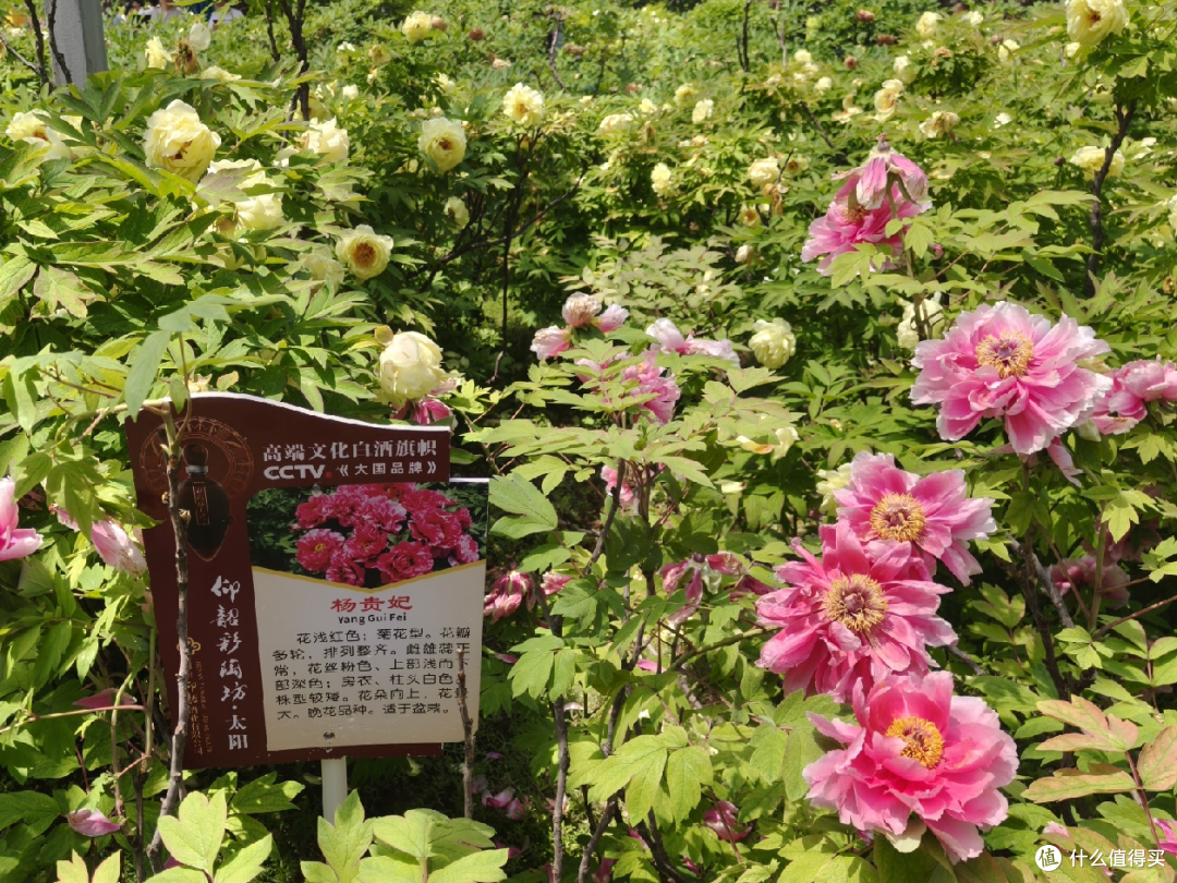 神都洛阳D2.3:龙潭大峡谷、应天门外,牡丹、妆造跟拍、明堂天堂