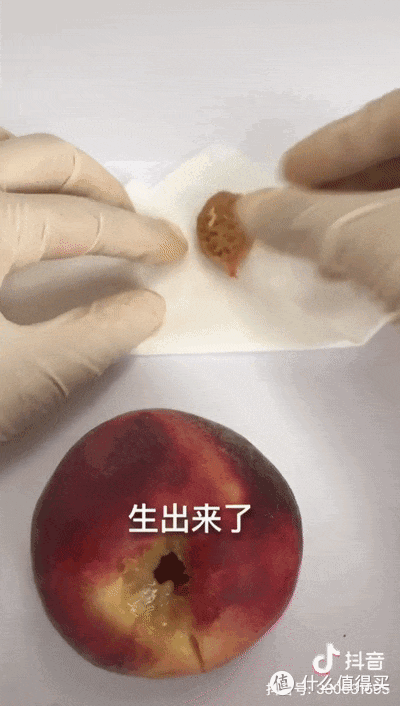 当医学生遇上水果，一场神秘“手术”正在酝酿