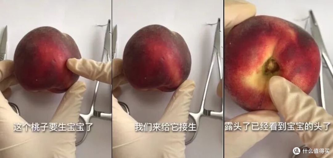 当医学生遇上水果，一场神秘“手术”正在酝酿
