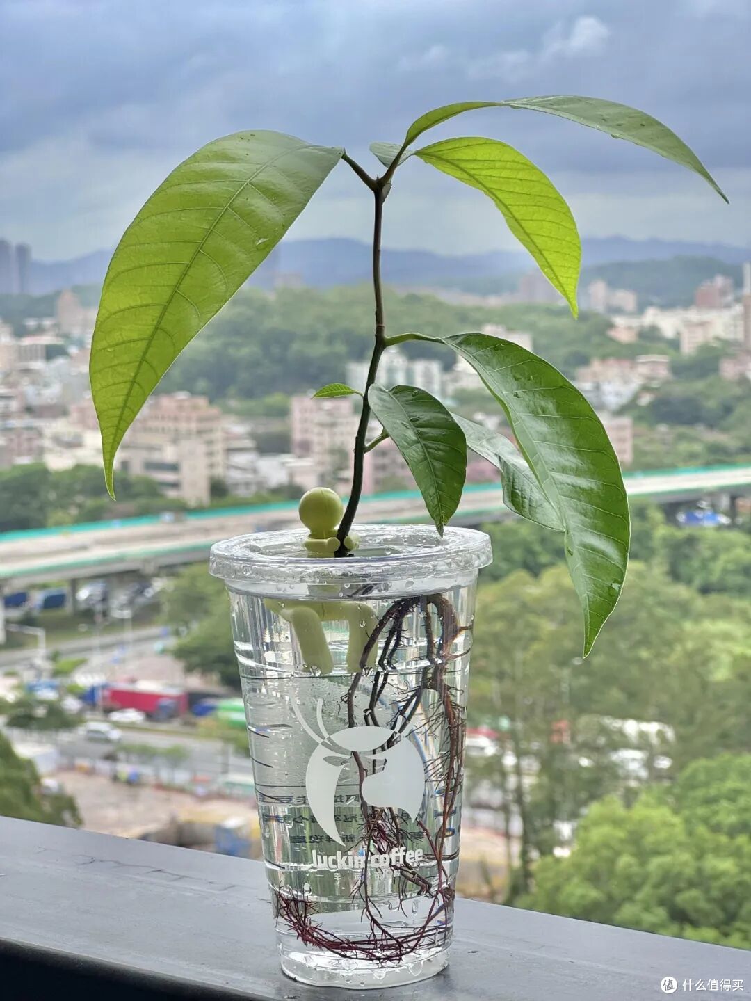 被年轻人「奶茶杯用法」惊到了!果然,一代人有一代人的宝藏
