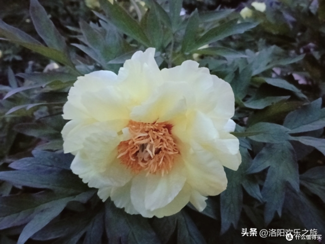 五一旅游-古都洛阳
