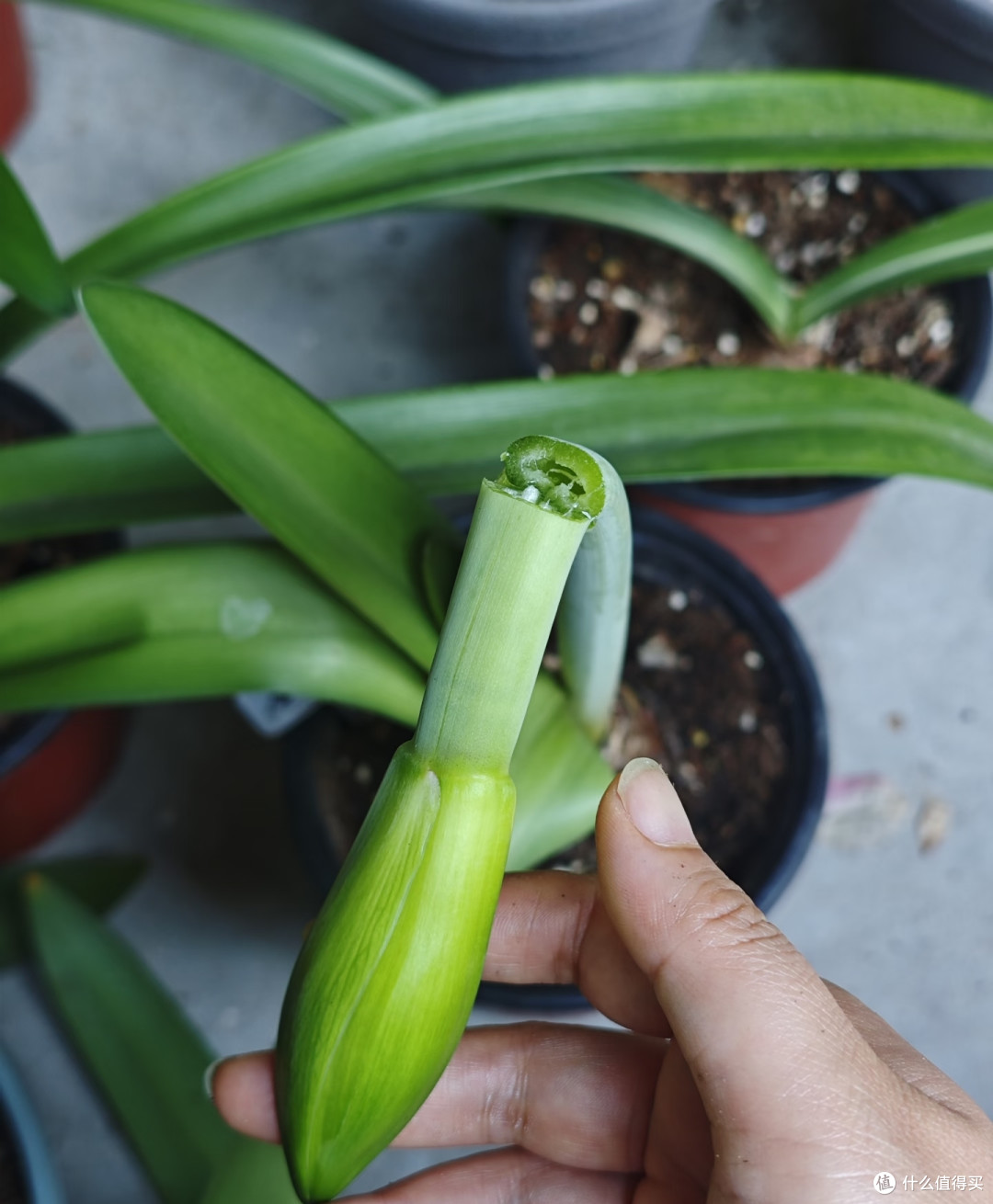 浙江女子的朱顶红“真牛”,花箭断继续开,评论区太搞笑了!