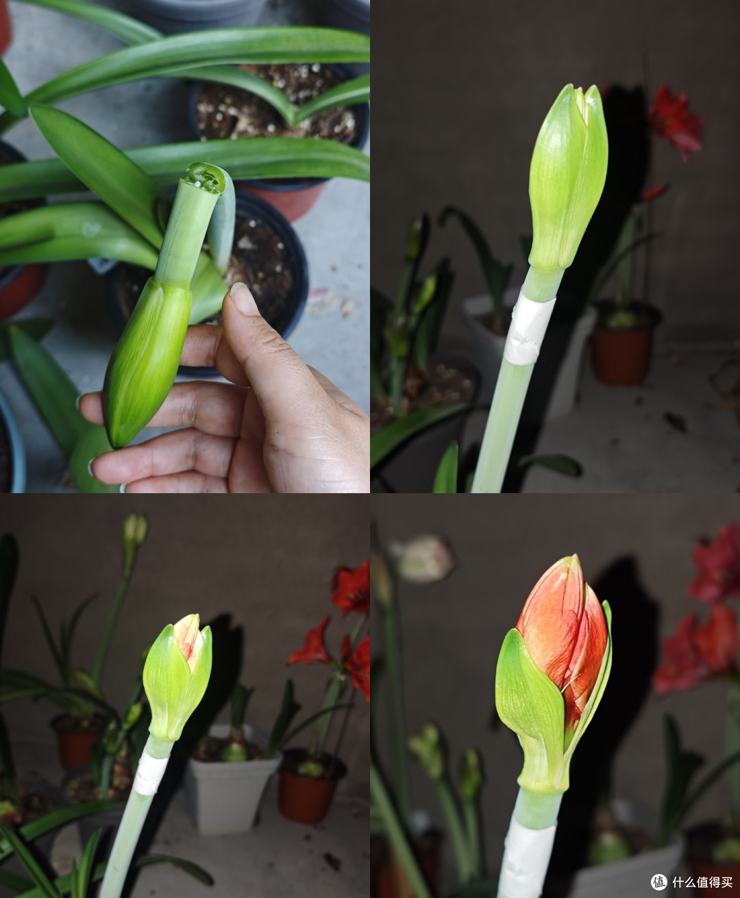 浙江女子的朱顶红“真牛”,花箭断继续开,评论区太搞笑了!