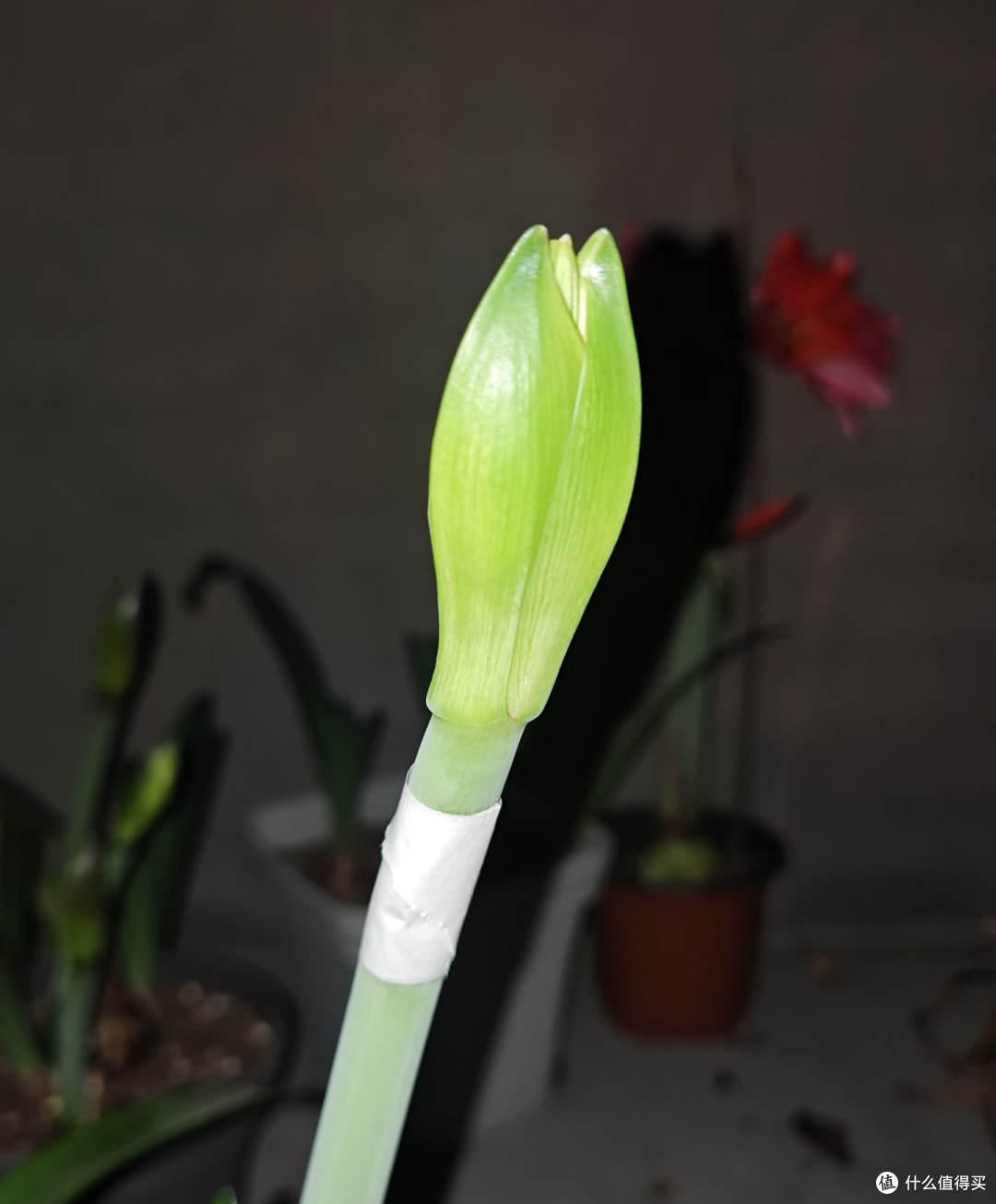 浙江女子的朱顶红“真牛”,花箭断继续开,评论区太搞笑了!