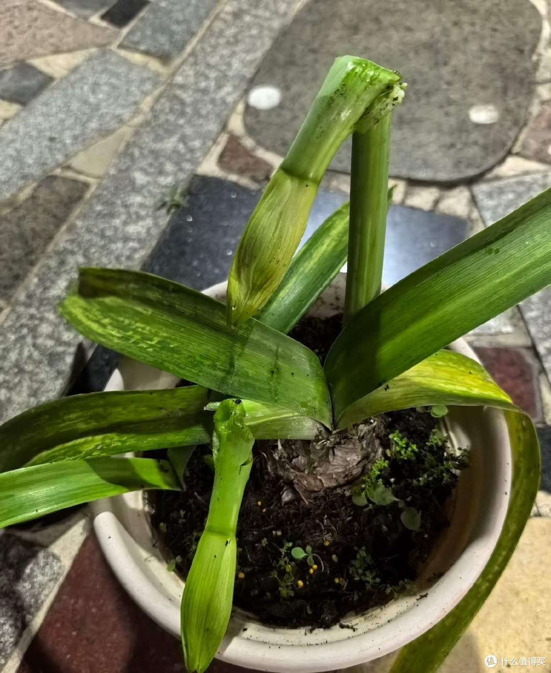 浙江女子的朱顶红“真牛”,花箭断继续开,评论区太搞笑了!