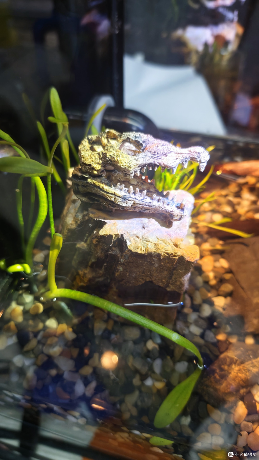 国斗懒人稳缸法:3天养水一周发色