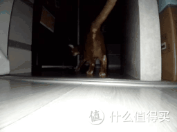 扫拖机器人X50 Pro:宠物家庭适用吗?