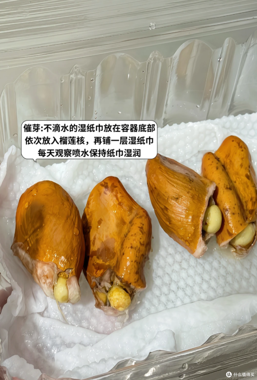 被“榴莲核的威力”惊呆了,泡水里100天,长成“小树桩”