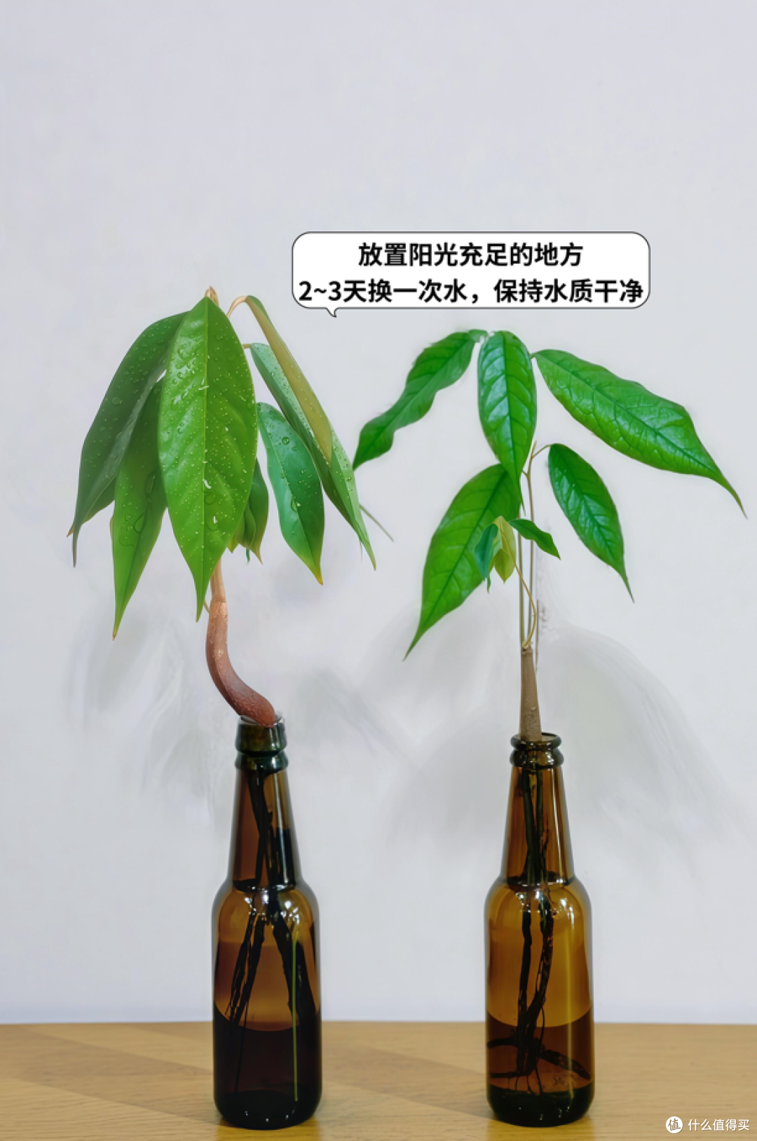 被“榴莲核的威力”惊呆了,泡水里100天,长成“小树桩”