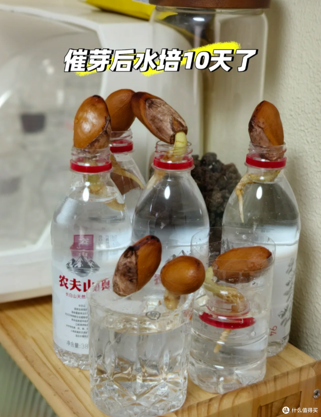 被“榴莲核的威力”惊呆了,泡水里100天,长成“小树桩”