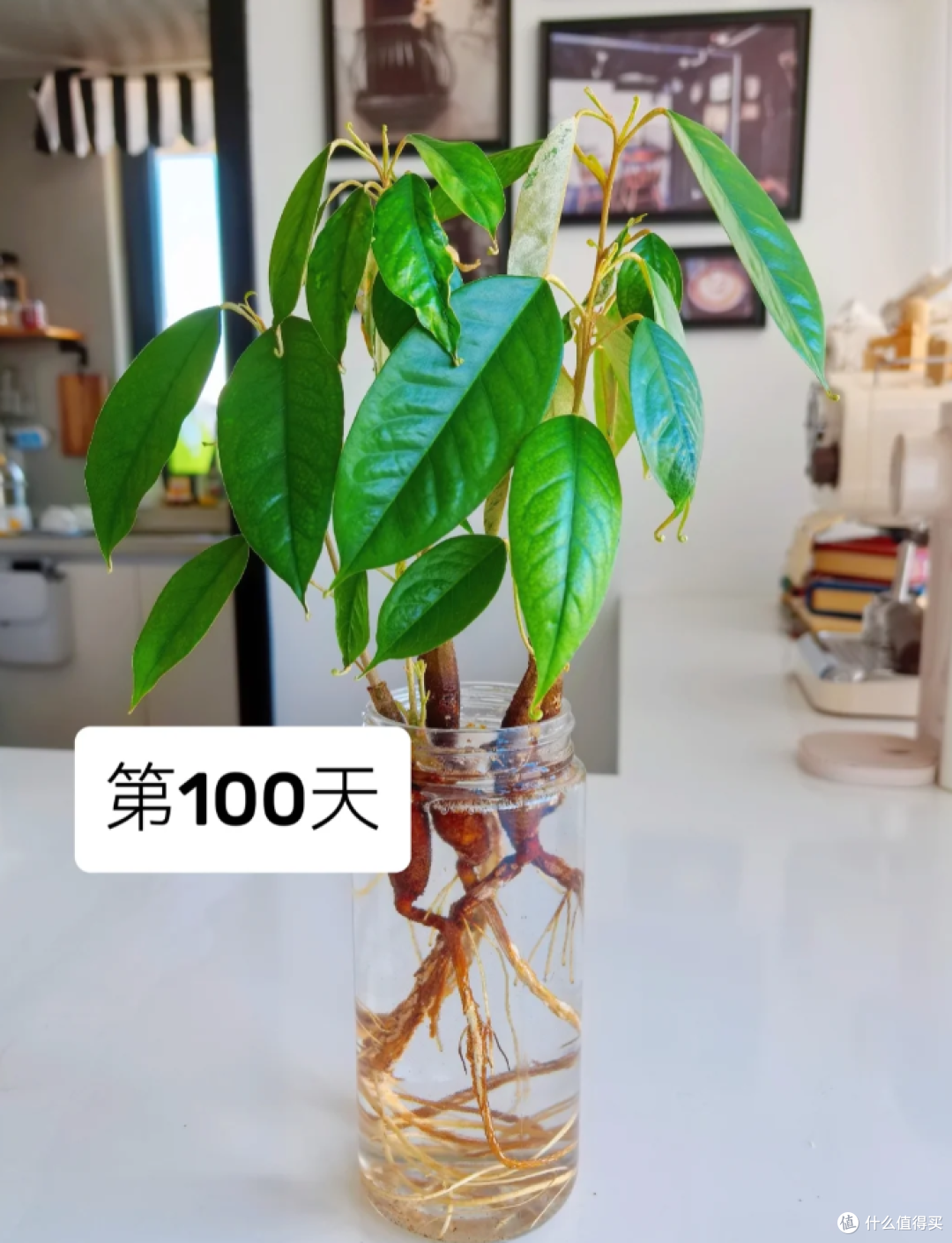 被“榴莲核的威力”惊呆了,泡水里100天,长成“小树桩”