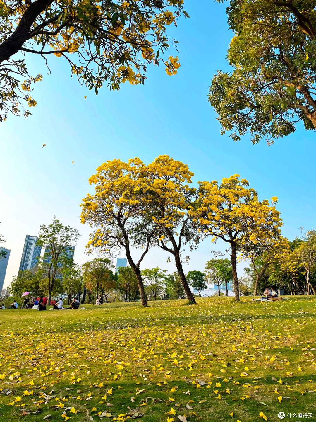 光影记忆：在深圳人才公园，一部手机拍出城市诗篇