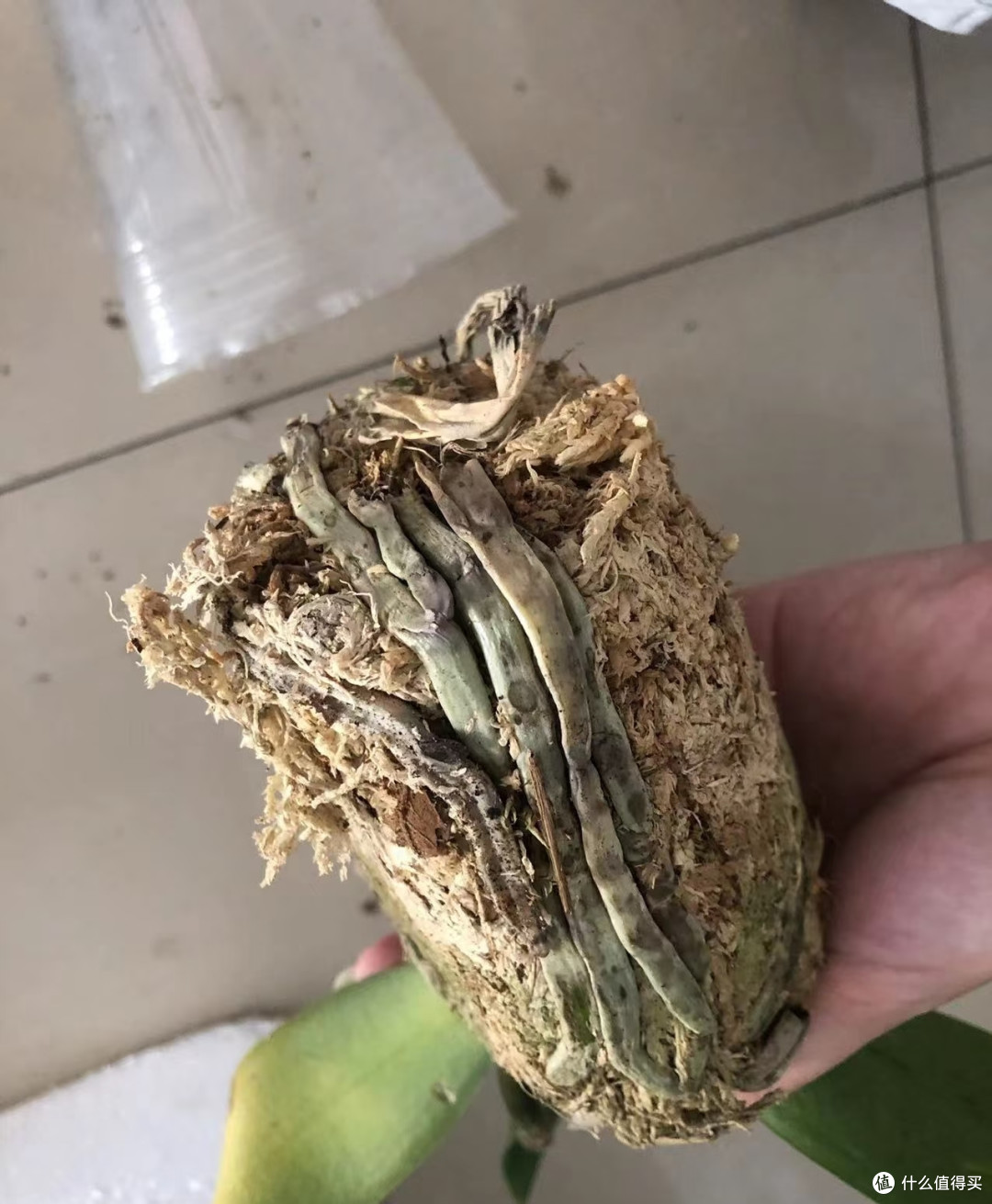 有一种痛苦叫买了“蝴蝶兰”,以为高大上,结果养后就后悔