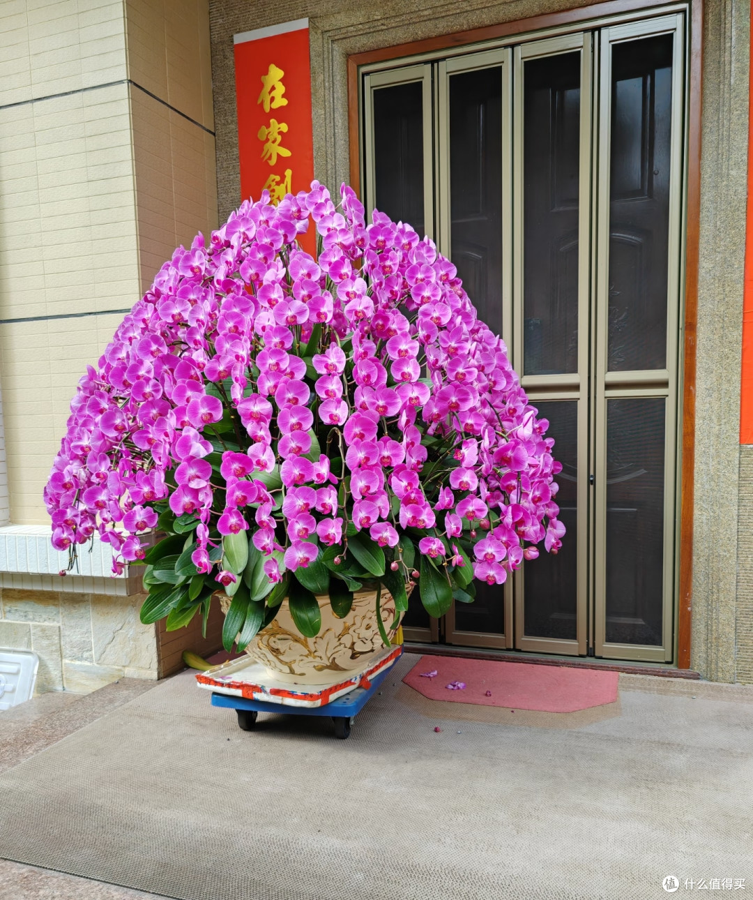 有一种痛苦叫买了“蝴蝶兰”,以为高大上,结果养后就后悔