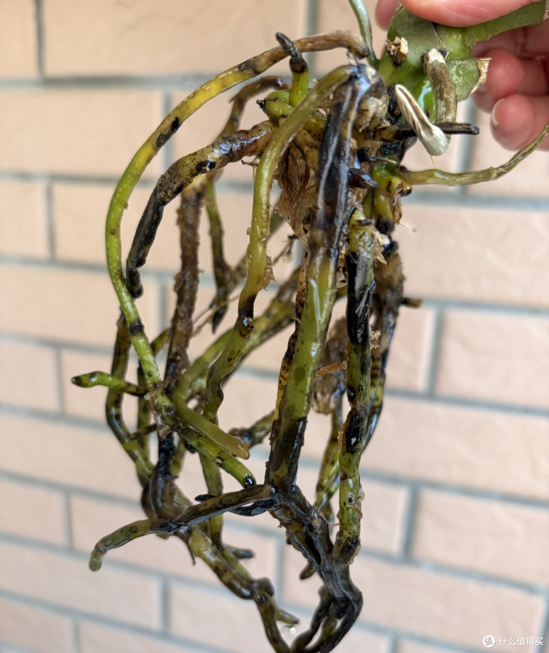有一种痛苦叫买了“蝴蝶兰”,以为高大上,结果养后就后悔