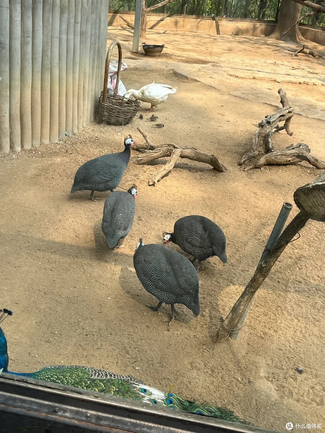 石家庄动物园：亲子遛娃宝地