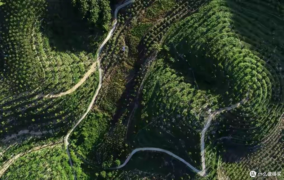 泰国垄断破局!越南抢走30%份额,海南4万亩种植,榴莲价格跌50%