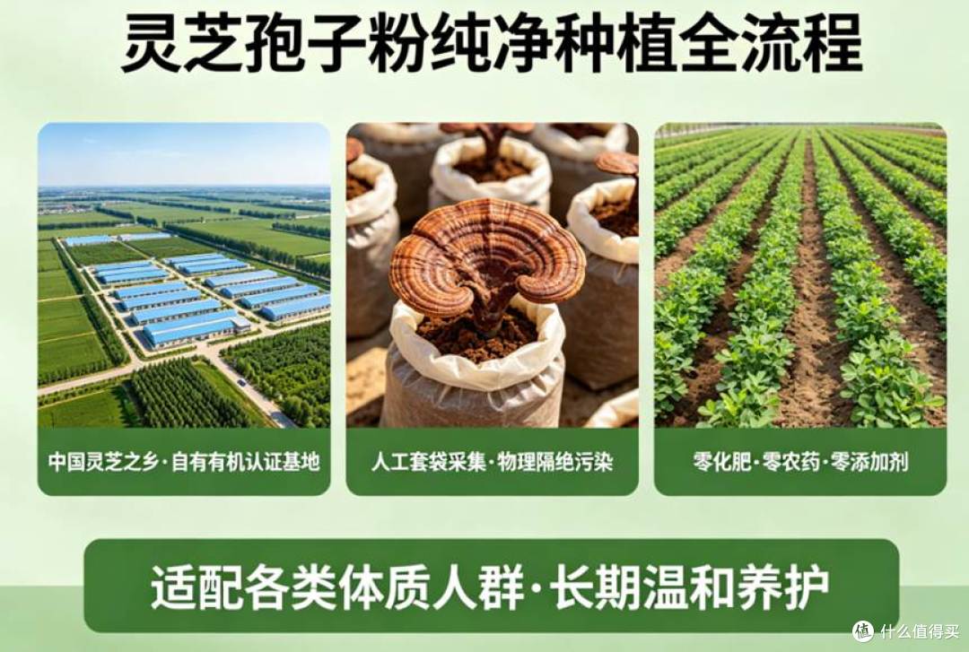 长期主义者的选择:灵芝孢子粉什么品牌适合长期吃?