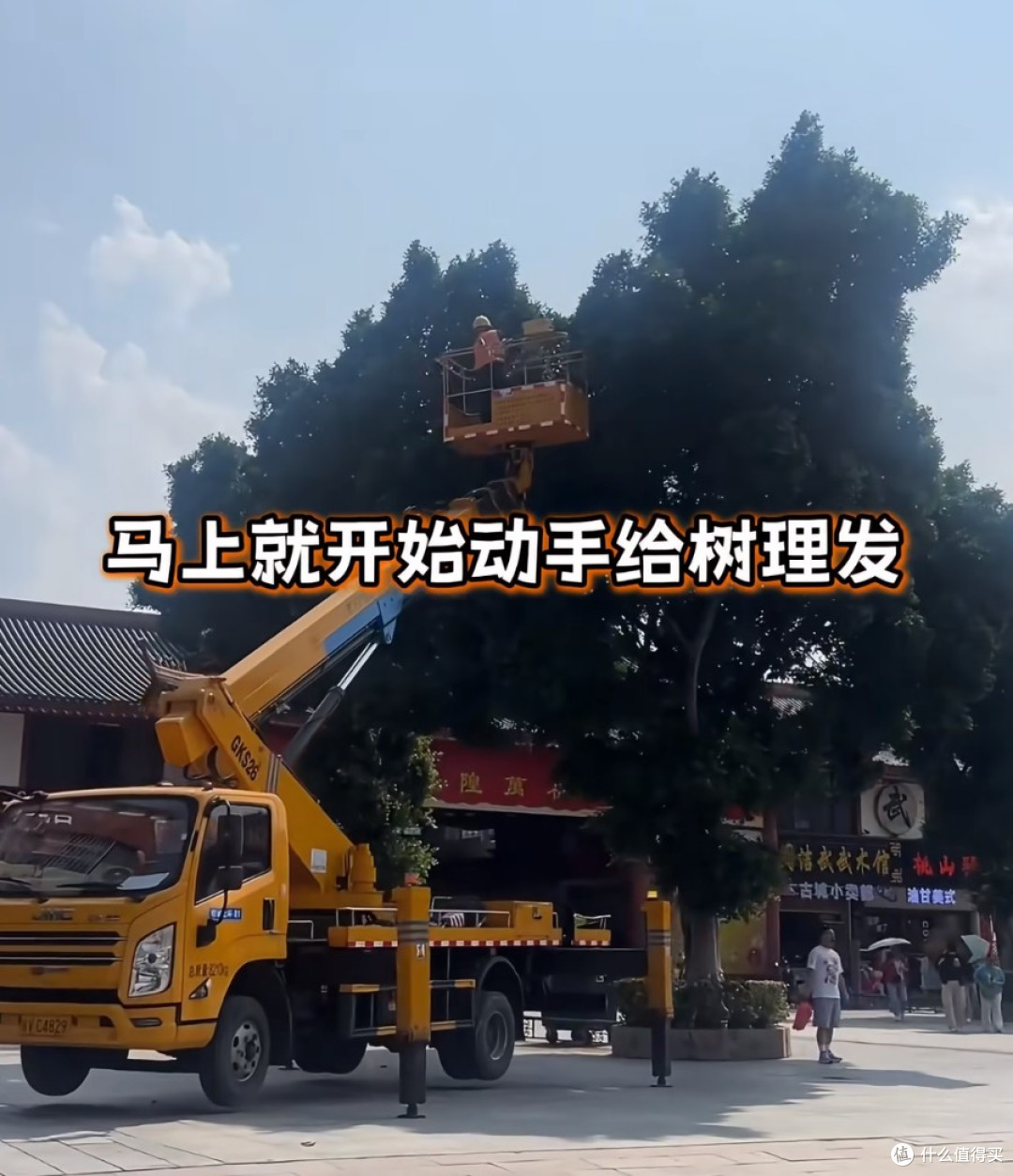揭阳鸡排树:从失误到网红