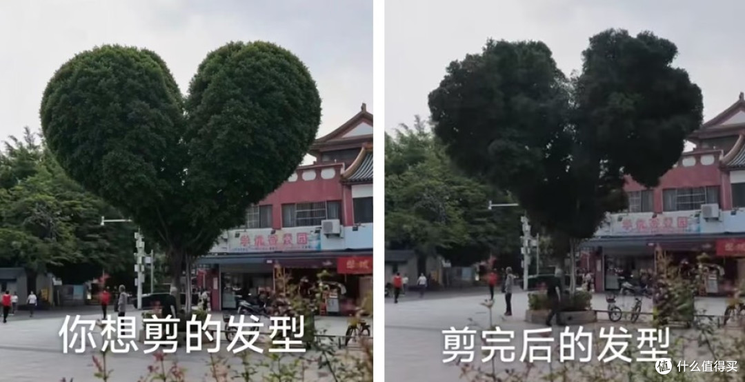 揭阳鸡排树:从失误到网红