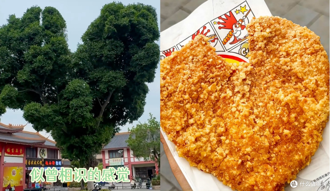 揭阳鸡排树:从失误到网红