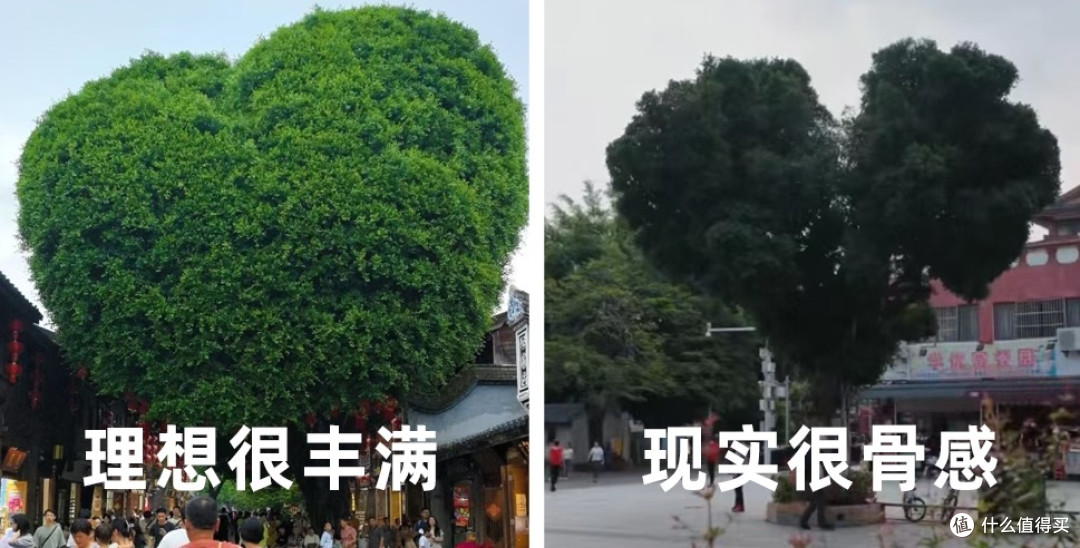 揭阳鸡排树:从失误到网红