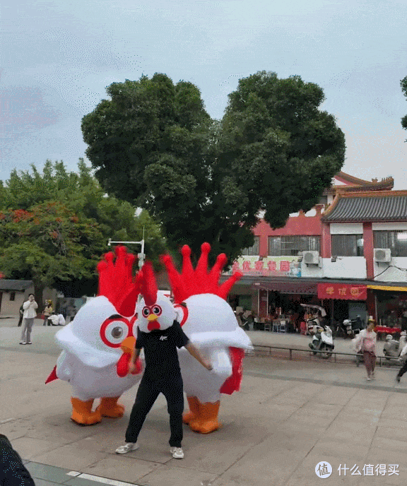 揭阳鸡排树:从失误到网红