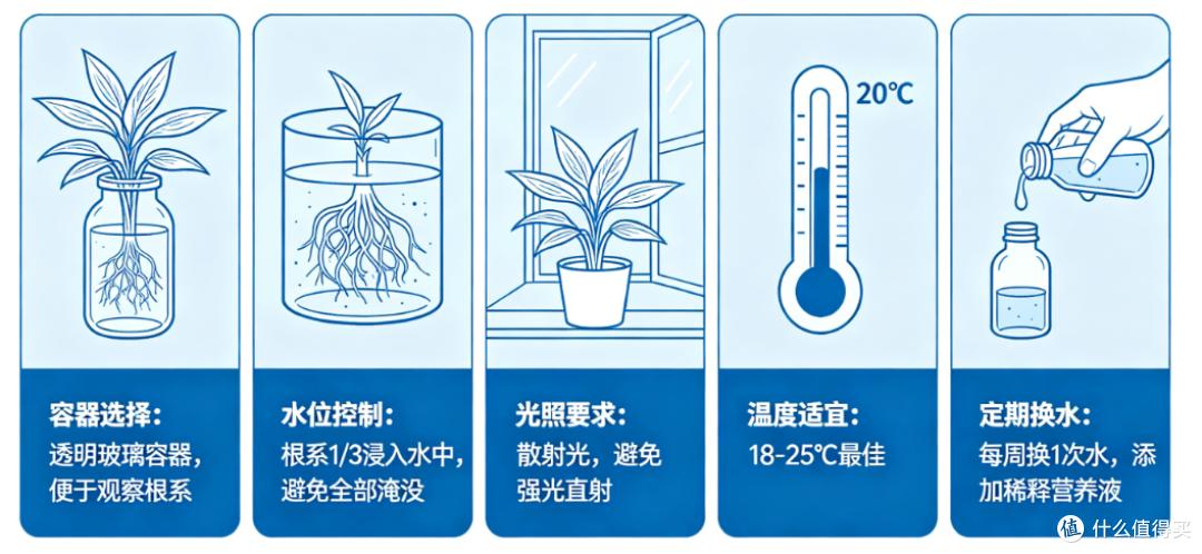 水培虎眼万年青的养护要点