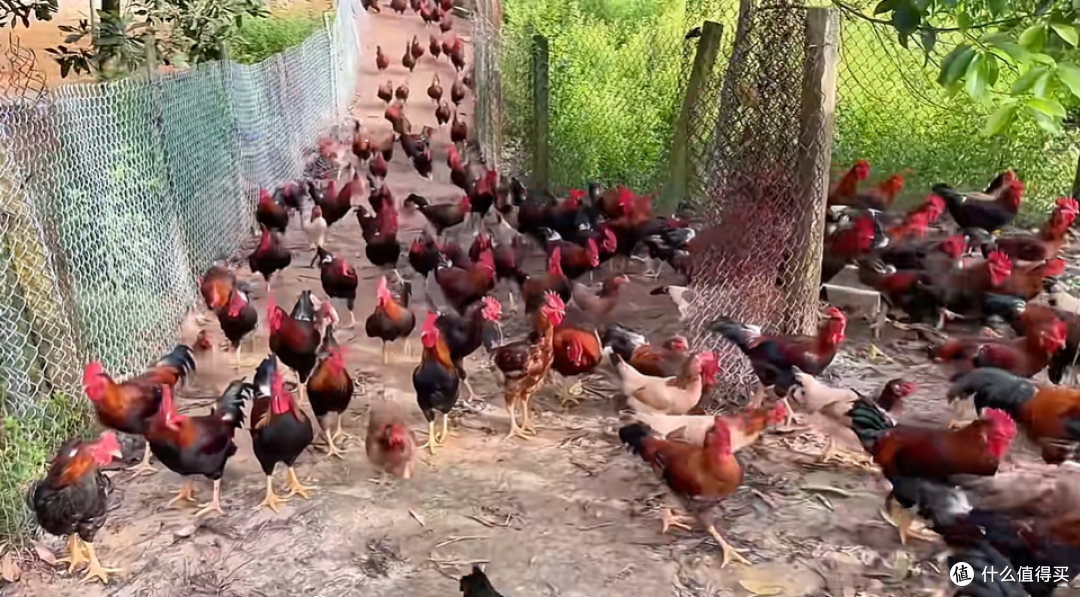 从皇室宠物到快餐潮流:鸡肉如何统治人类的餐桌五百年